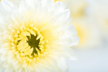 Beautiful white Flower Isolated on White Backgroundの写真素材