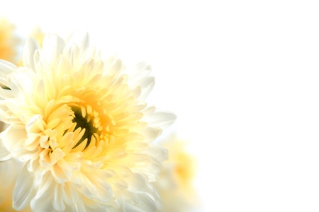 Beautiful white Flower Isolated on White Backgroundの写真素材