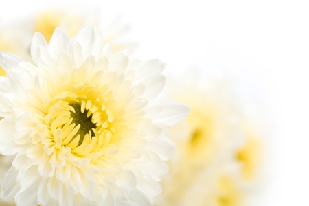 Beautiful white Flower Isolated on White Backgroundの写真素材