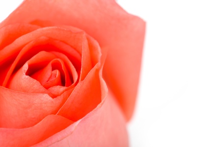Beautiful pink rose  isolated on white backgroundの写真素材