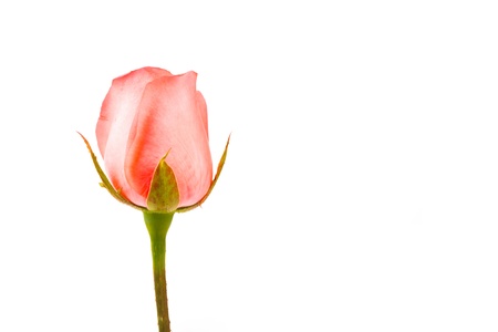 Beautiful pink rose  isolated on white backgroundの写真素材