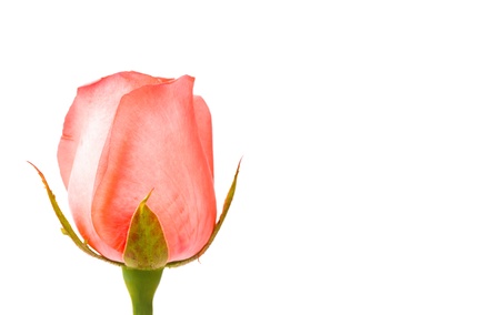 Beautiful pink rose  isolated on white backgroundの写真素材