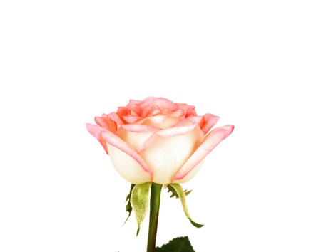Beautiful pink rose  isolated on white backgroundの写真素材