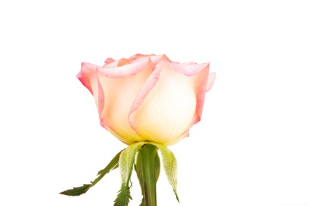 Beautiful pink rose  isolated on white backgroundの写真素材