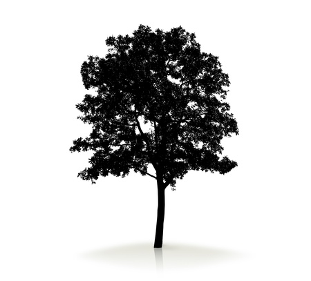 Tree silhouette on white backgroundの写真素材
