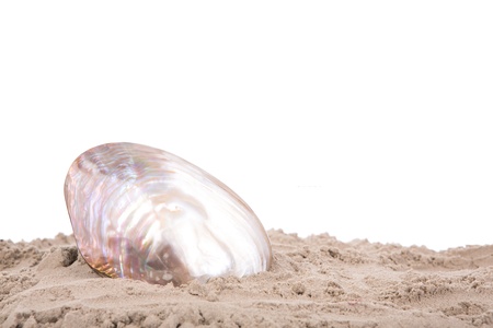 Shell on the beachの写真素材