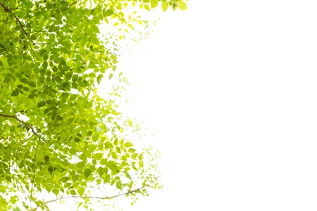 Green leaves on white backgroundの写真素材