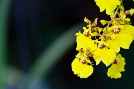 Beautiful yellow flower (Orchid) isolated on white backgroundの写真素材