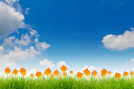 Beautiful yellow flower (Cosmos) and fresh spring green grassの写真素材