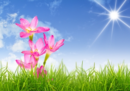 Beautiful pink flower and fresh spring green grassの写真素材