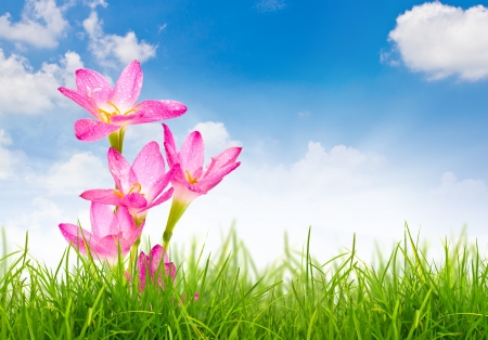 Beautiful pink flower and fresh spring green grassの写真素材
