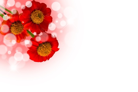 Beautiful red flower isolated on white background.の写真素材