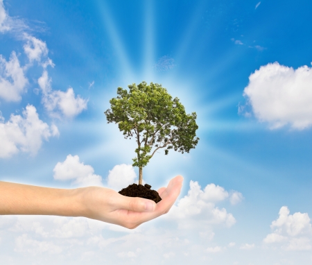 Female hands and treeの写真素材