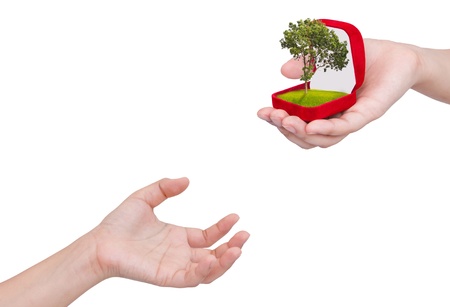 Hands holding a treeの写真素材
