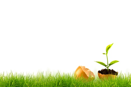 Easter eggs in Fresh spring green grass panorama isolated on white background.の写真素材