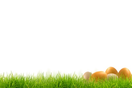 Easter eggs in Fresh spring green grass panorama isolated on white background.の写真素材