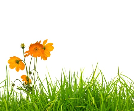 Beautiful yellow flower (Cosmos) and fresh spring green grass isolated on white background with copy-space.の写真素材