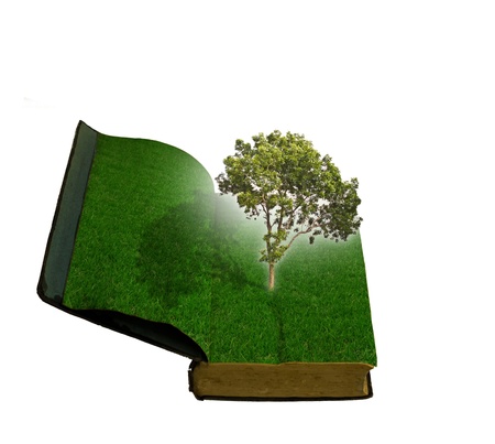 Tree growing from a bookの写真素材