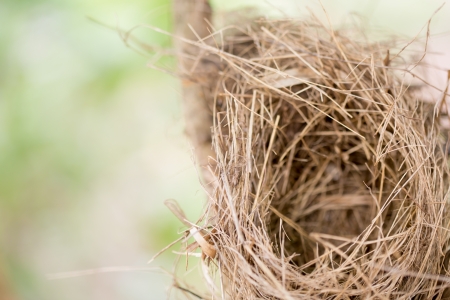 Empty bird nest with tree branchesの写真素材