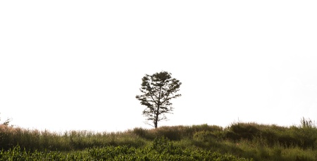 landscape with trees isolated on white backgroundの写真素材