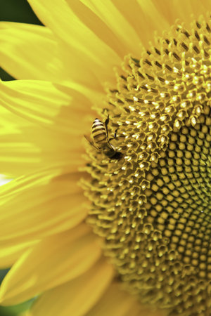 Bee on a sunflower