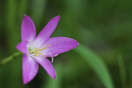 Beautiful pink flowersの写真素材
