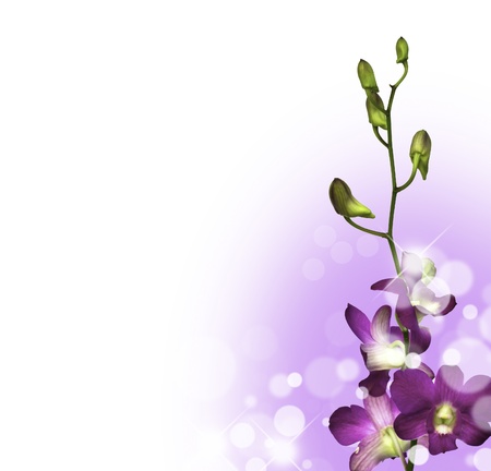 Beautiful purple flower (Orchid) isolated on white backgroundの写真素材