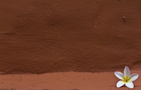 White plumeria flowerの写真素材