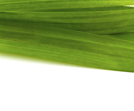 Green leaf texture