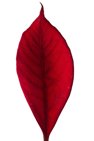 Red leaf isolated on white .の写真素材