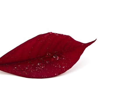 Red leaf isolated on white .の写真素材