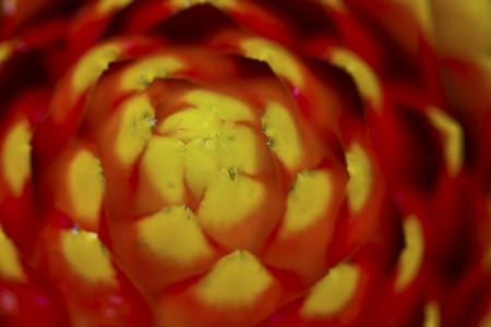 Beautiful orange flower (Orchid) isolated on white backgroundの写真素材