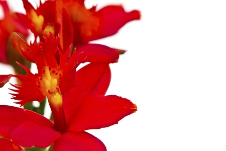 Beautiful red flower (Orchid) isolated on white backgroundの写真素材