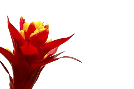 Beautiful red flower (Orchid) isolated on white backgroundの写真素材