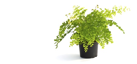 Little plant in a black pot . Isolated on white background. Space for text.の写真素材