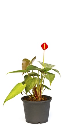 Red Beautiful Orchid in a pot on a white backgroundの写真素材