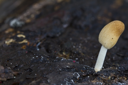 Small brown cap mushroom on old wood close upの写真素材
