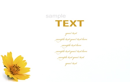 Beautiful yellow flowers isolated on white backgroundの写真素材