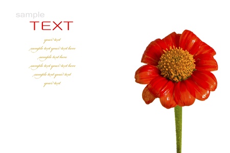 Beautiful red ZINNIA flowersの写真素材