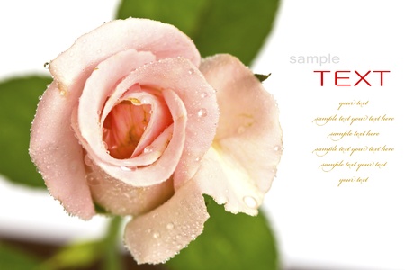 Beautiful pink flower (Rose) isolated on white backgroundの写真素材