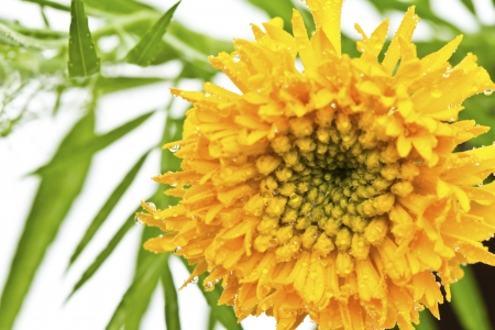 Beautiful yellow flower (African marigolds, Tagetes) isolated on white background.の写真素材