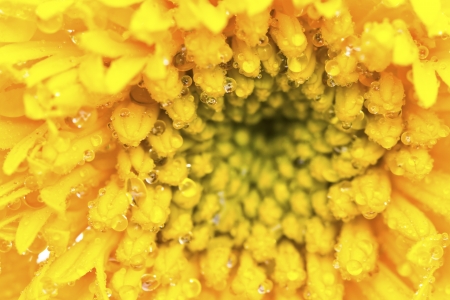 Beautiful yellow flower (African marigolds, Tagetes) isolated on white background.の写真素材