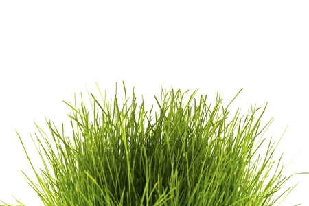 Fresh spring green grass isolated on white background.の写真素材