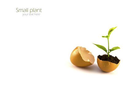 Growing green plant in egg shell isolated on white background.の写真素材