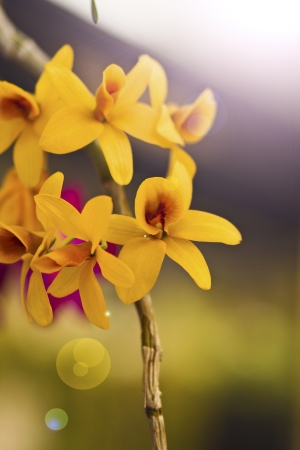 Beautiful yellow flower (Orchid) isolated on white backgroundの写真素材