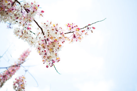 Branch of beautiful pink flower