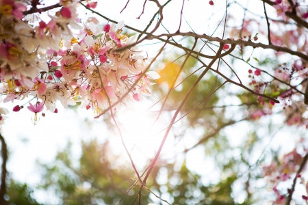 Branch of beautiful pink flowerの写真素材