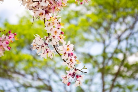 Branch of beautiful pink flowerの写真素材
