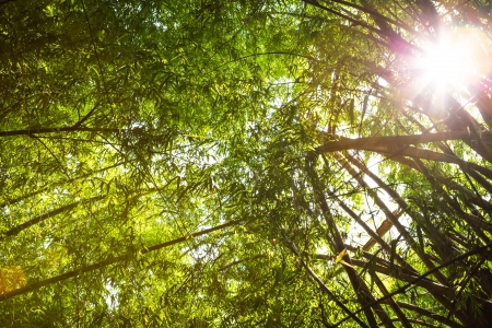 Bamboo forestの写真素材