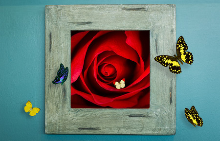Wood frame on wall with rose and butterflyの写真素材